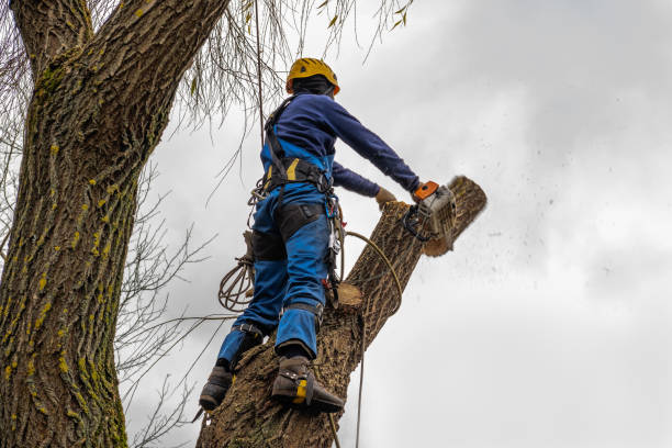 Large Tree Removal in Lewiston, UT